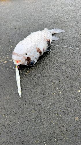 イシガキフグの釣果