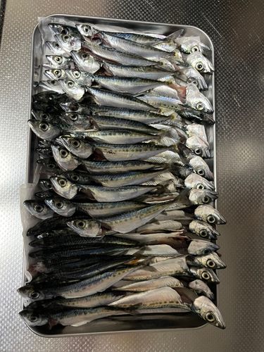 サバの釣果