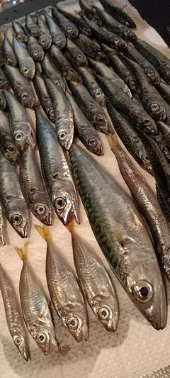 サバの釣果