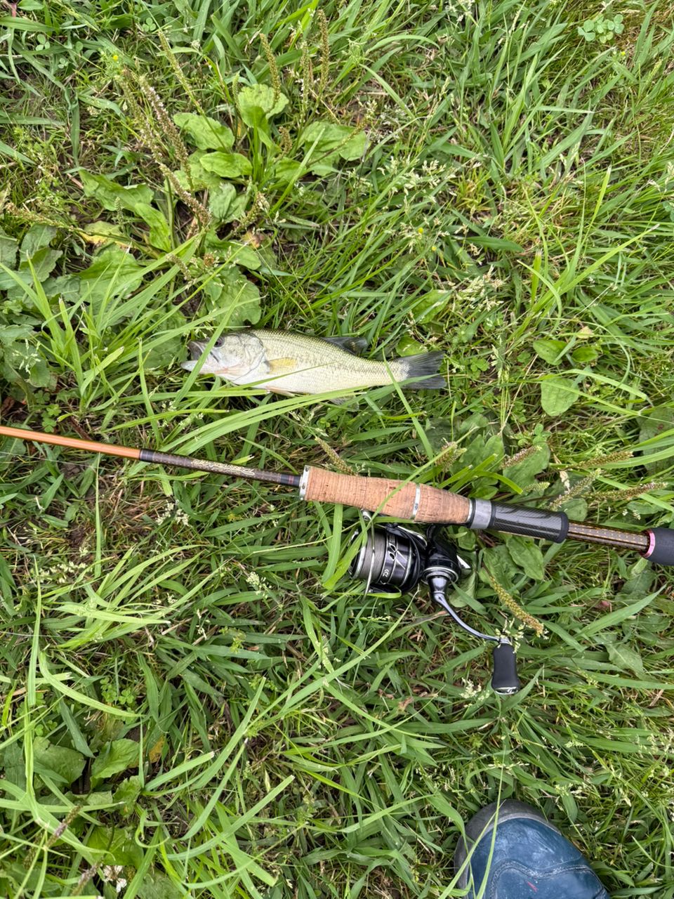 ラージマウスバス