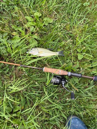 ラージマウスバスの釣果