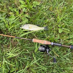 ラージマウスバス