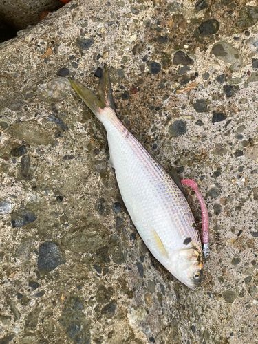 コノシロの釣果