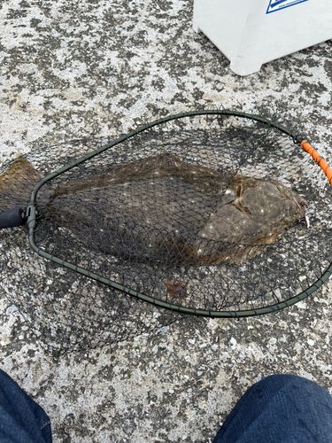 ヒラメの釣果