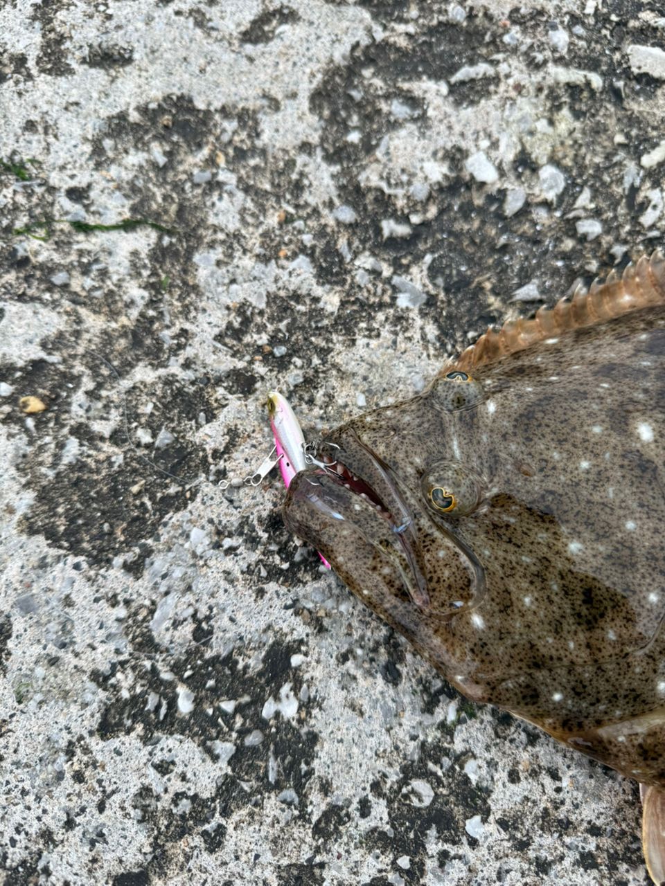 ヒラメ