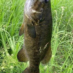 スモールマウスバス