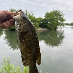 スモールマウスバス