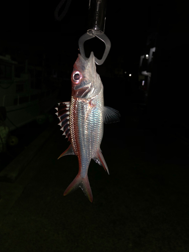 ネンブツダイの釣果