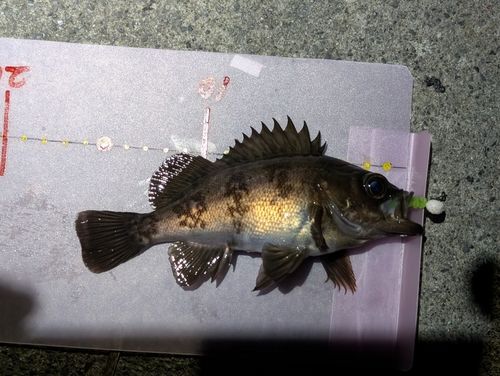 メバルの釣果