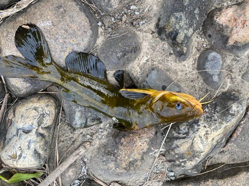 アメリカナマズの釣果