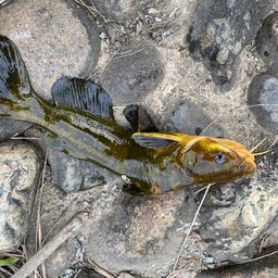 アメリカナマズ