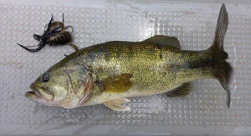 ブラックバスの釣果