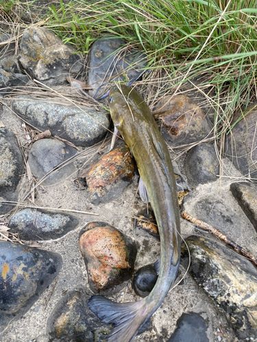 アメリカナマズの釣果