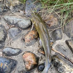 アメリカナマズ