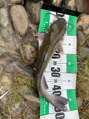 アメリカナマズの釣果