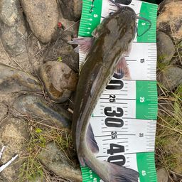 アメリカナマズ