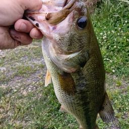 ラージマウスバス