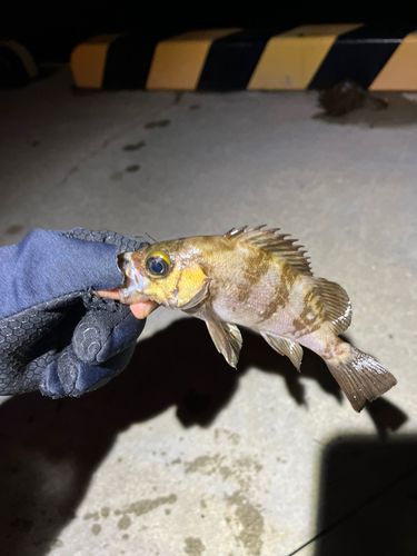 メバルの釣果