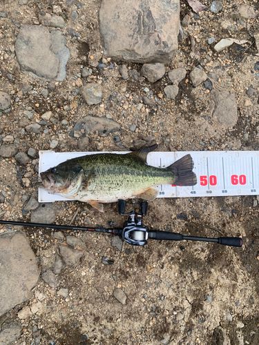 ラージマウスバスの釣果