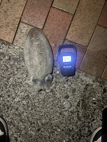 モンゴウイカの釣果