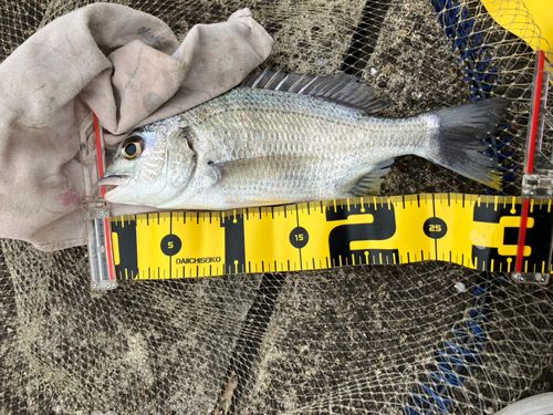 キビレの釣果