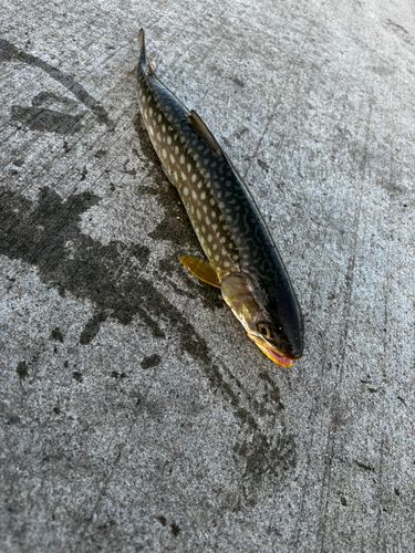 ウミアメの釣果