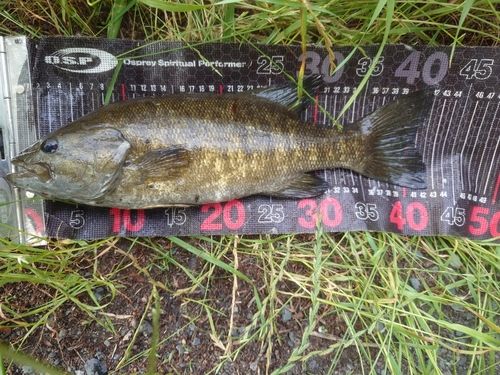 スモールマウスバスの釣果