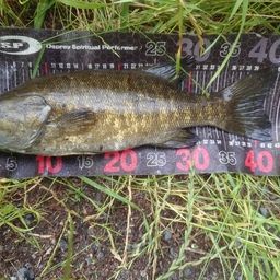 スモールマウスバス