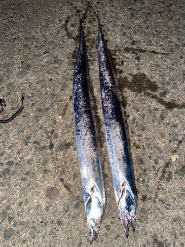 タチウオの釣果