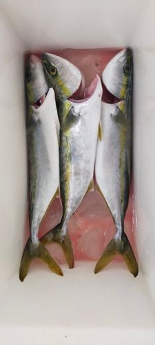 ヤズの釣果