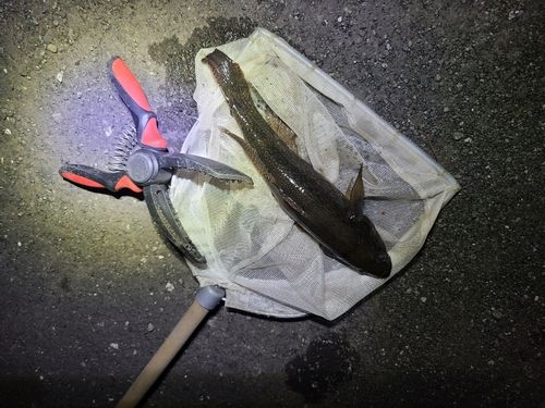 カワアナゴの釣果