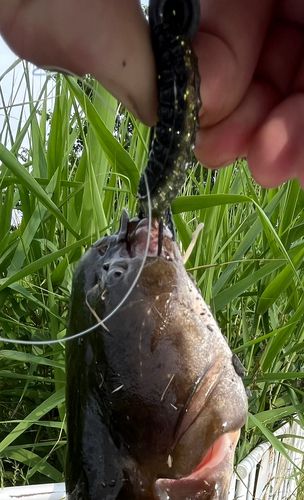 ニホンナマズの釣果