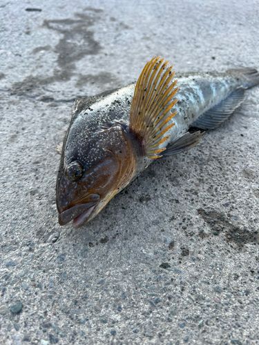 アブラコの釣果