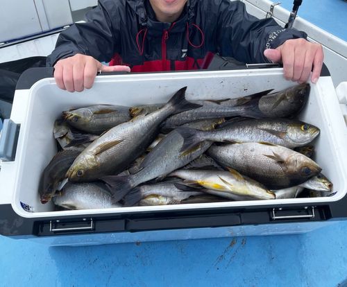 イサキの釣果