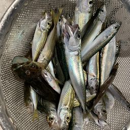 アジ