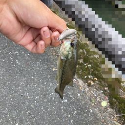 ラージマウスバス