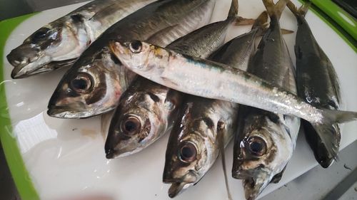 アジの釣果