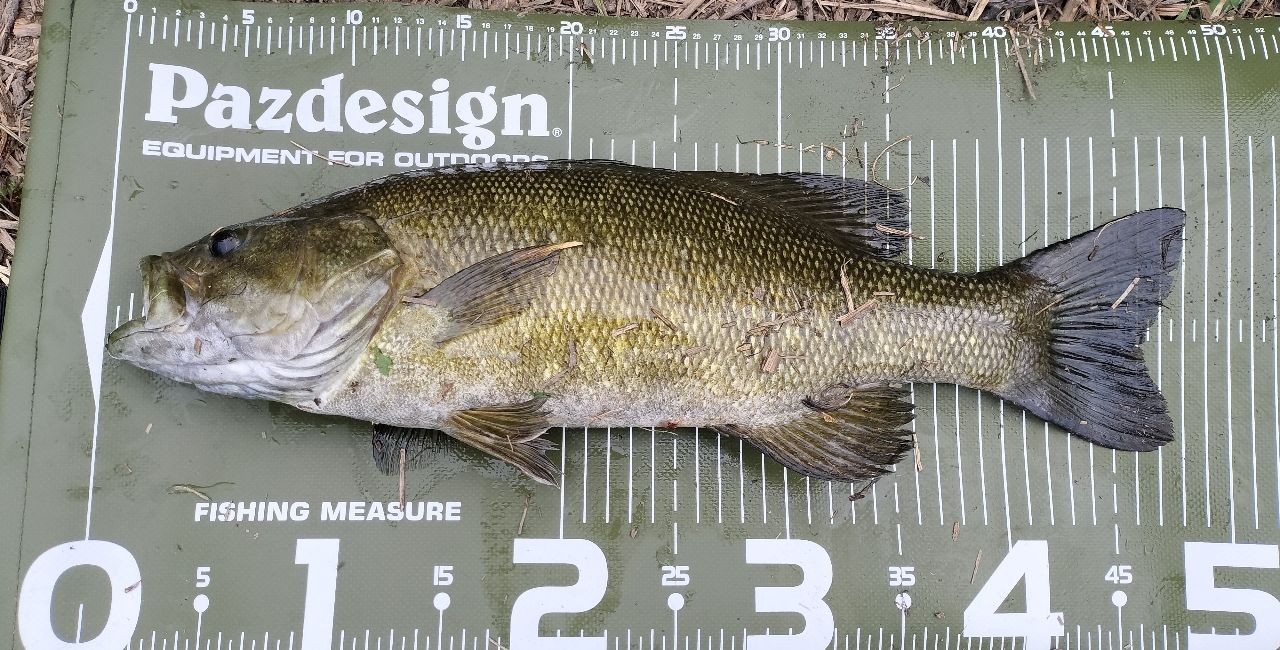 スモールマウスバス