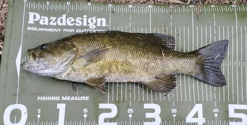 スモールマウスバスの釣果