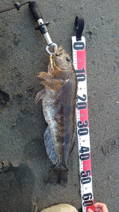 アイナメの釣果