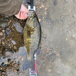 スモールマウスバス