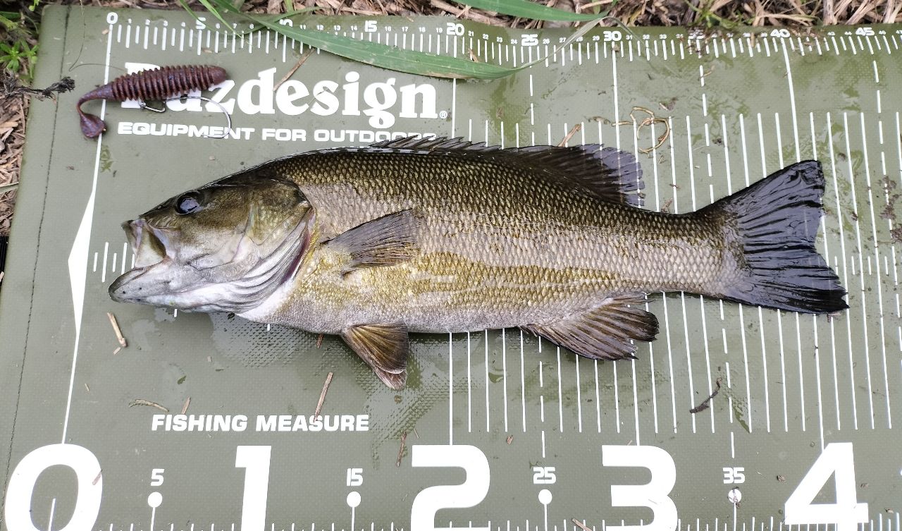 スモールマウスバス