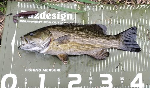 スモールマウスバスの釣果