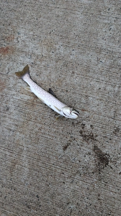 アメマスの釣果