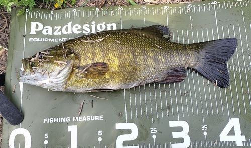 スモールマウスバスの釣果