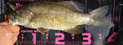 スモールマウスバスの釣果