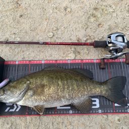 スモールマウスバス