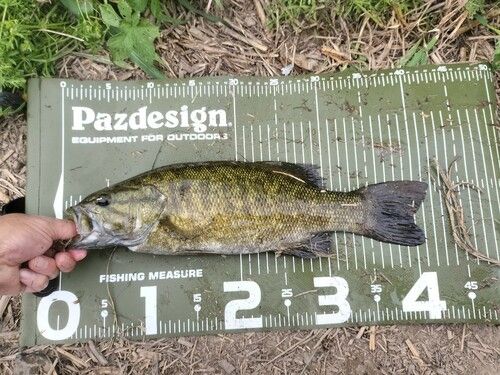 スモールマウスバスの釣果