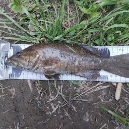 スモールマウスバス