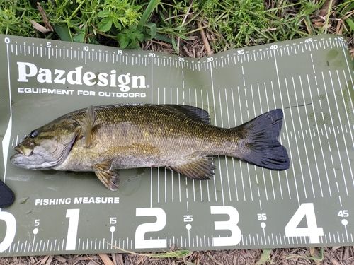 スモールマウスバスの釣果